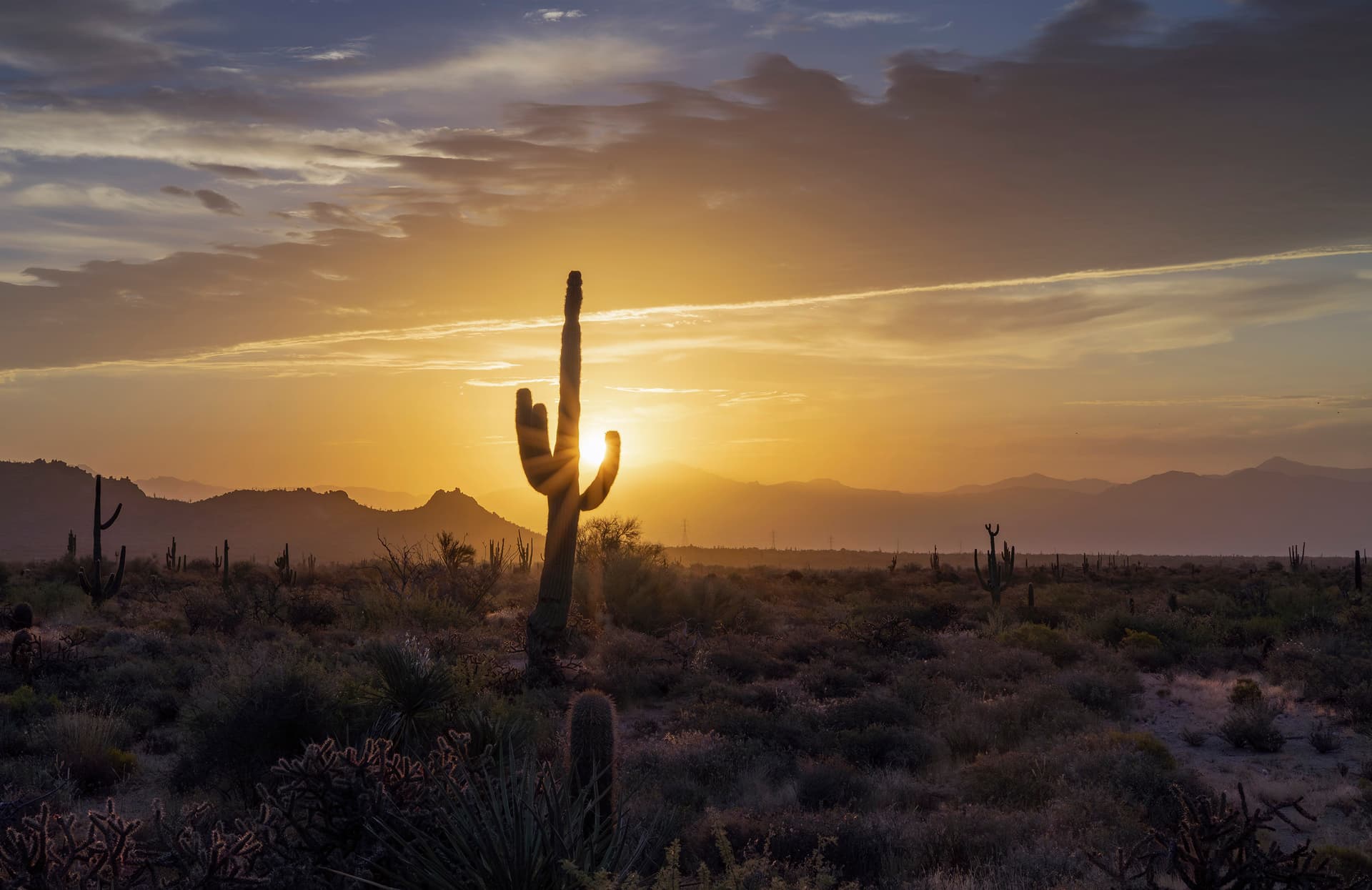 Sonoran Desert Photo